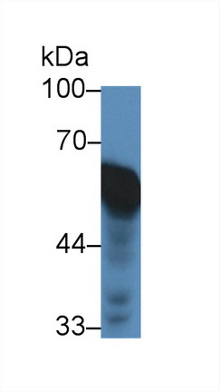 12925