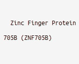 Zinc Finger Protein 705B (ZNF705B)