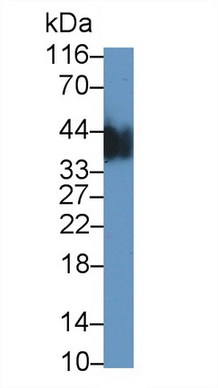 22742