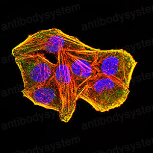 Валидация IF - AntibodySystem RHD37701