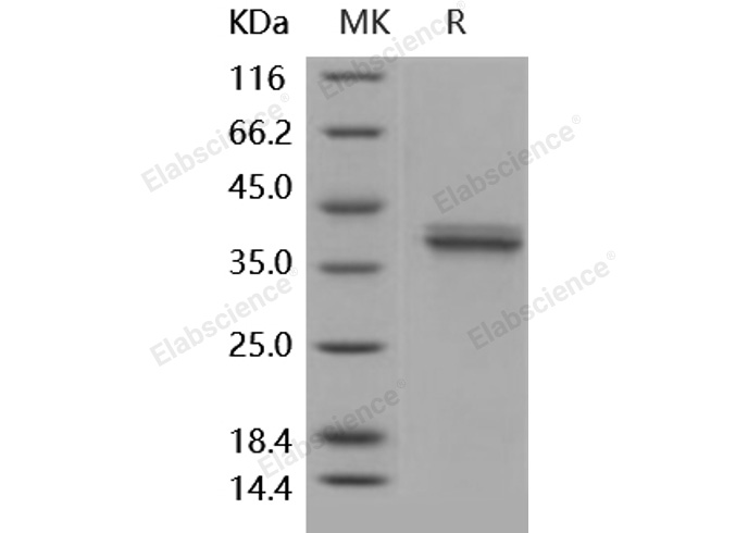 Валидация Elabscience PKSH031883(2504)
