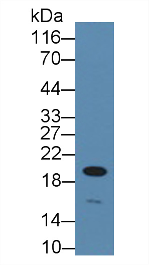 5381