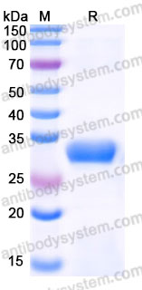 AHN07002, SDS-PAGE
