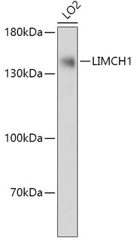 Валидация Elabscience E-AB-91851
