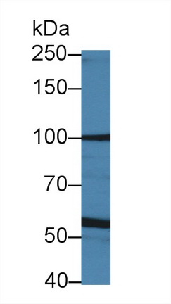 10118