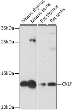 Валидация Elabscience E-AB-66842
