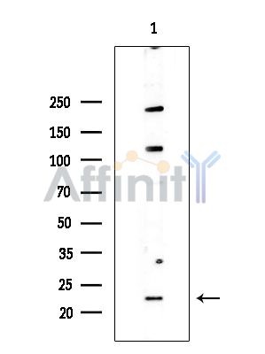 Валидация Affinity DF15324 - 11628
