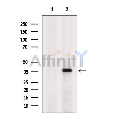 Валидация Affinity DF4214 - 15577
