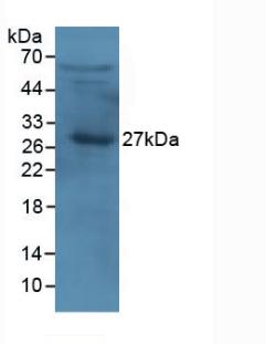 3868
