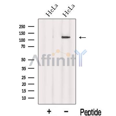 Валидация Affinity DF13093 - 7981