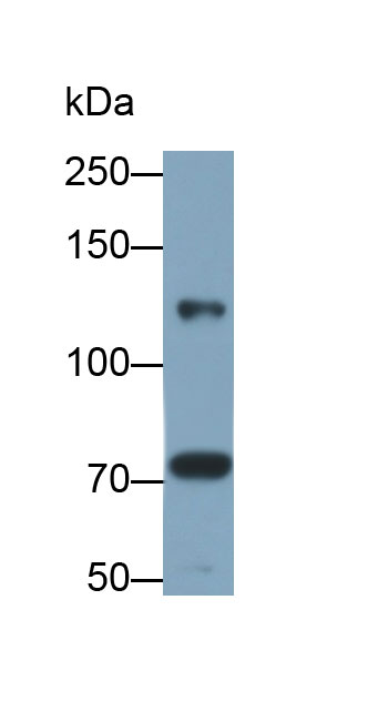 30873