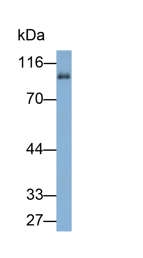33204