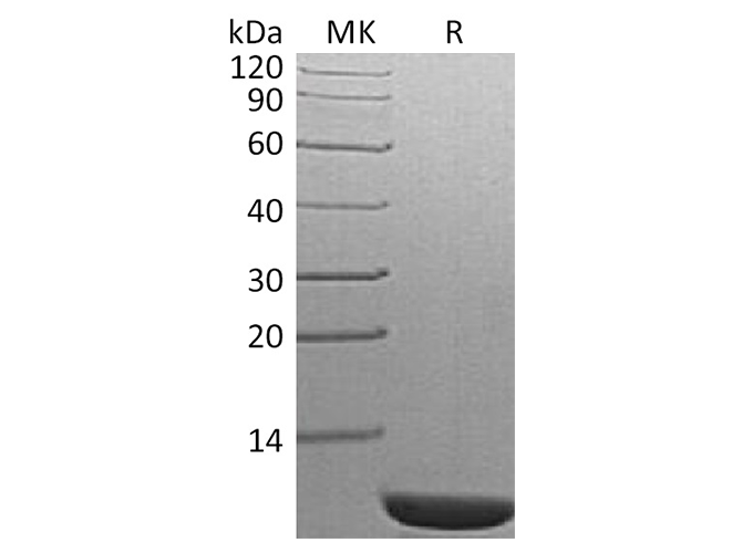 Валидация Elabscience PKSQ050085(5453)