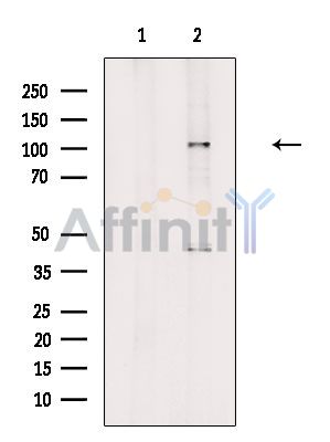 Валидация Affinity DF3968 - 15183