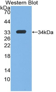 36752