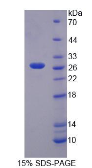 54438