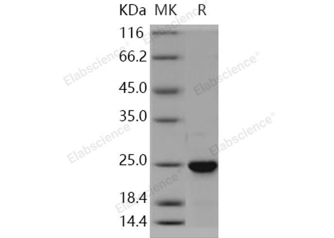 Валидация Elabscience PKSH030915(1744)