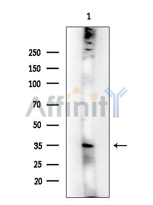 Валидация Affinity DF14067 - 9846
