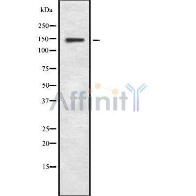 Валидация Affinity DF8063 - 19895