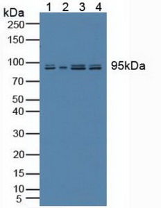 5548