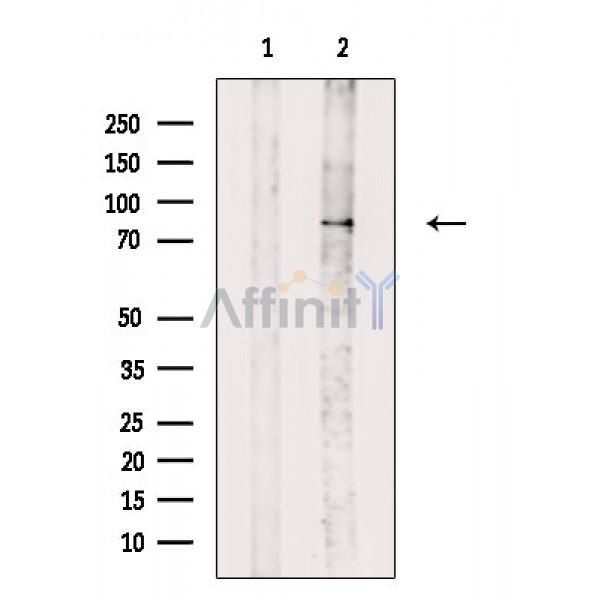 Валидация Affinity DF8660 - 20626