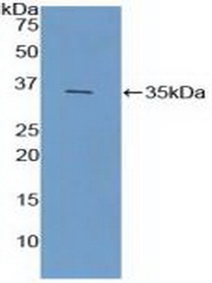 39787