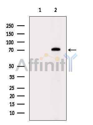 Валидация Affinity DF7263 - 18927