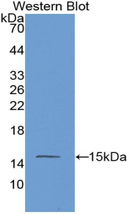 55158