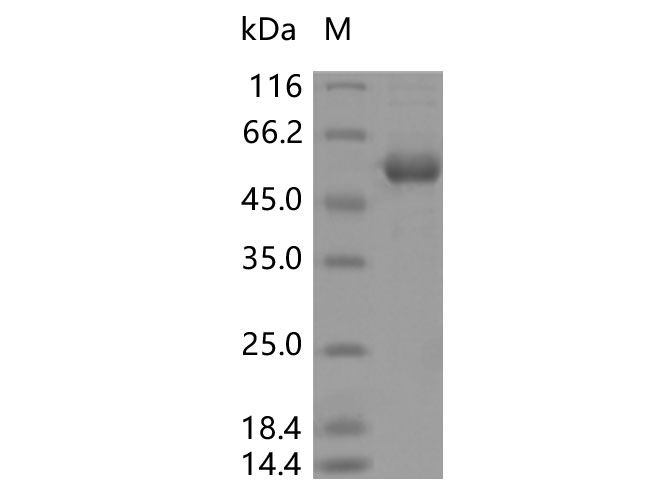 Валидация Elabscience PKSV030370(6108)