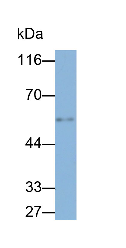 32834