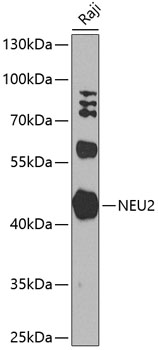 Валидация Elabscience E-AB-92837