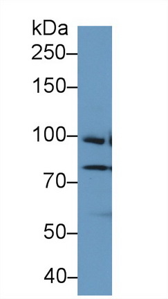13366