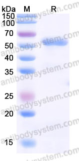 AHK16202, SDS-PAGE