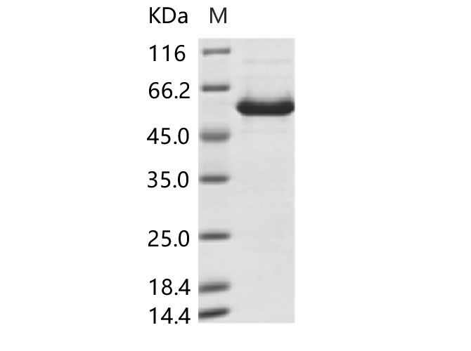 Валидация Elabscience PKSV030212(5989)