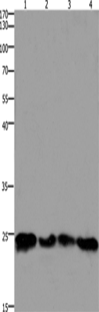 Валидация Elabscience E-AB-12507