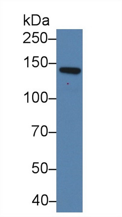 12450