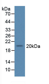 20982