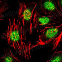 Валидация IF - AntibodySystem RHG05103