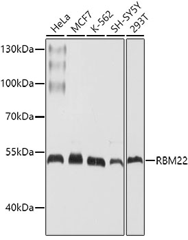 Валидация Elabscience E-AB-62486