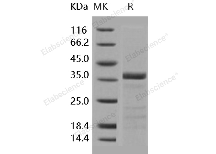Валидация Elabscience PKSH031823(2452)