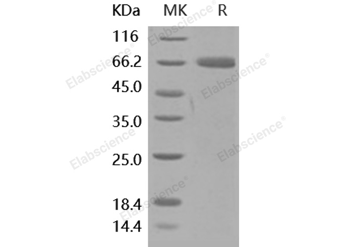 Валидация Elabscience PKSH031887(2506)