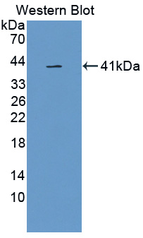41829