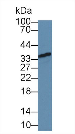 12668