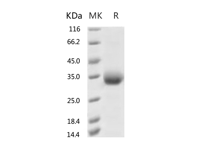 Валидация Elabscience PKSR030527(5844)