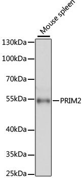 Валидация Elabscience E-AB-64084