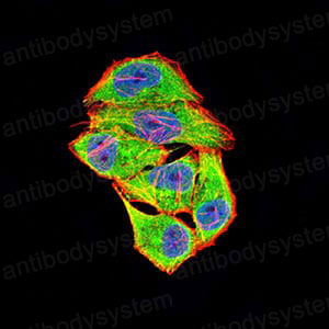 Валидация IF - AntibodySystem RHC30201