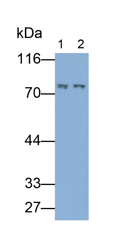 10766
