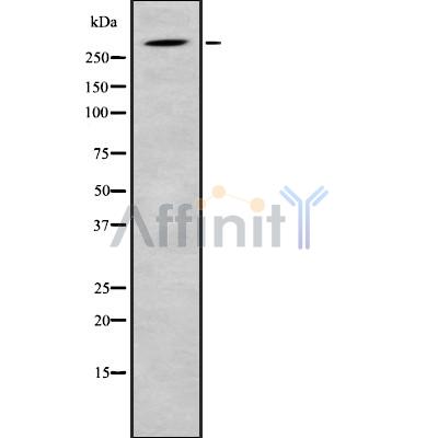 Валидация Affinity DF8889 - 20997