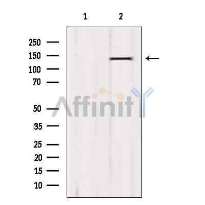 Валидация Affinity AF9172 - 4984
