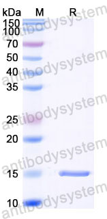Валидация SDS-PAGE - AntibodySystem RZZ01805